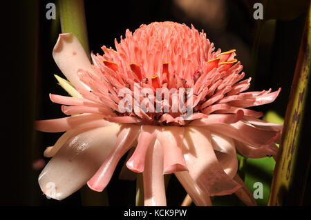 Fleur de gingembre d'ornement (etlingera elatior), palmetum jardin botanique, Townsville, Queensland, Australie, octobre 2017 Banque D'Images