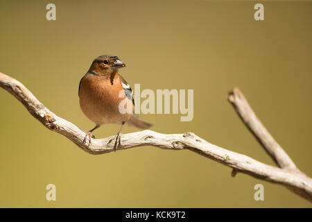 Un finch, un petit oiseau, sur une branche d'arbre Banque D'Images