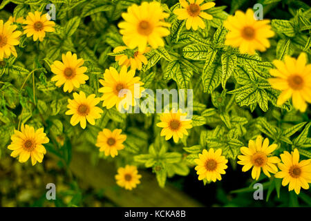 Fleurs jaune vu de haut Banque D'Images