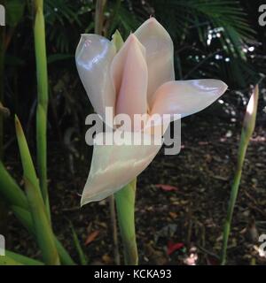 Fleur de gingembre d'ornement (etlingera elatior), palmetum jardin botanique, Townsville, Queensland, Australie, octobre 2017 Banque D'Images