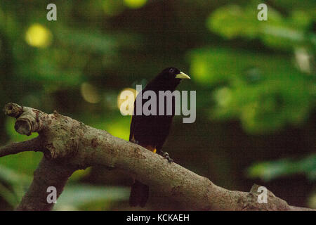 Cassique cul-jaune oiseau appelé cacicus cela se trouve dans le haut bassin du Panama vers le centre du Brésil. Banque D'Images