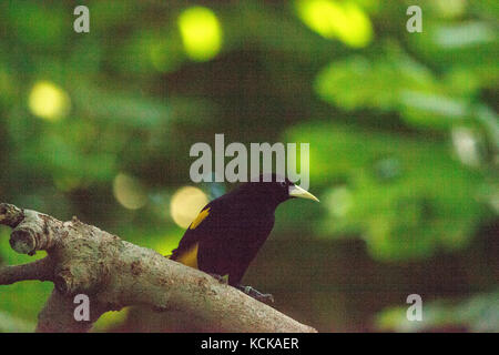 Cassique cul-jaune oiseau appelé cacicus cela se trouve dans le haut bassin du Panama vers le centre du Brésil. Banque D'Images