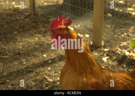 Buff Orpington - Rhode Island Red Rooster veillant sur son troupeau Banque D'Images