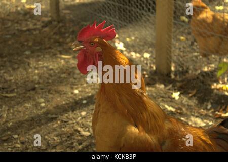 Un Buff Orpington - Rhode Island Red Rooster qui chantent Banque D'Images