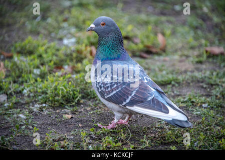 Assis sur un pigeon au sol. close up shot de pigeons Banque D'Images