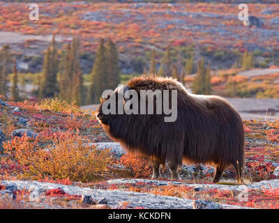 Bull, bœuf musqué Ovibos moschatus, sur la toundra d'automne près de Whitefish Lake, Territoires du Nord-Ouest, Canada Banque D'Images