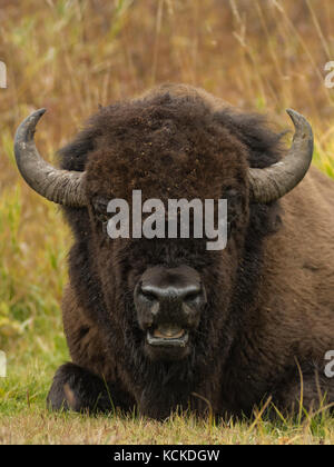 Portrait de bison des plaines (Bison bison bison bull, le parc national Elk Island, en Alberta, Canada Banque D'Images