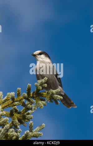 Geai gris, Perisoreus canadensis, sur l'arbre à feuilles persistantes contre le ciel bleu, les Territoires du Nord-Ouest, Canada Banque D'Images
