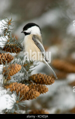 Mésange à tête noire, Parus atricapillus, in snowy pine tree, Saskatchewan, Canada Banque D'Images