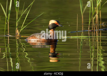 Grèbe esclavon Podiceps auritus,, natation, Saskatchewan, Canada Banque D'Images