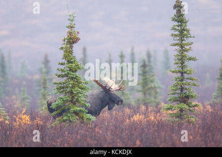 Bull Moose dans le brouillard d'automne, le parc national Denali, Alaska, USA Banque D'Images