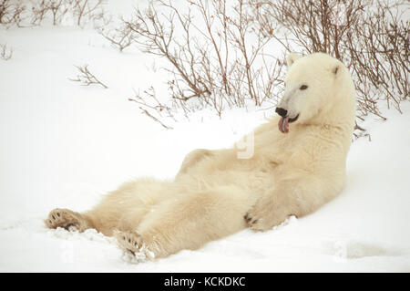 L'ours blanc, Ursus maritimus, se détend dans la neige montrant pigment noir sur le timon. Près de Churchill, Manitoba, Canada Banque D'Images