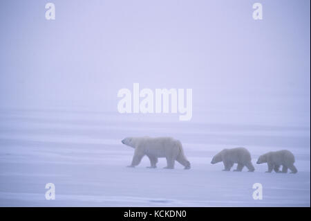 Mère Ours polaire et deux oursons, Ursus maritimus, traverser la glace dans la poudrerie près de Churchill, Manitoba Canada Banque D'Images