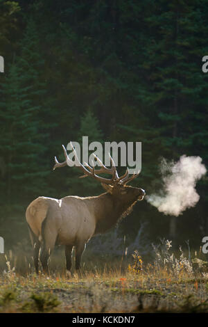 Bull Elk, Cervus elaphus, respire la brume dans l'air froid matin d'automne, Jasper National Park, Alberta, Canada Banque D'Images