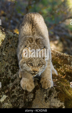 Les jeunes lynx du Canada, lynx Felis, portait, Montana, USA Banque D'Images