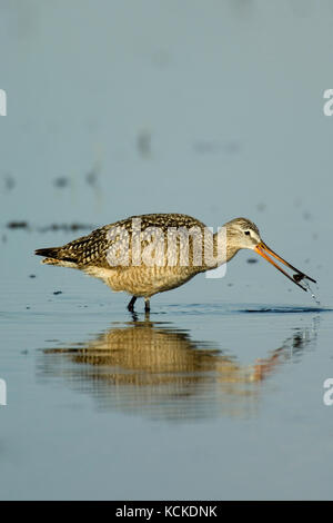 La Barge marbrée, Limosa fedoa, pataugeant avec quelque chose dans son bec, Saskatchewan, Canada Banque D'Images