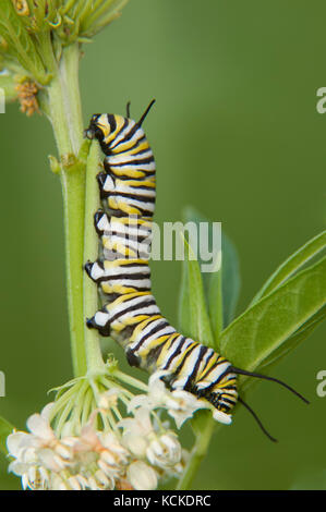 La chenille du papillon monarque, Danaus plexippus, sur l'Asclépiade, Asclepias sp., Warman, Saskatchewan, Canada Banque D'Images