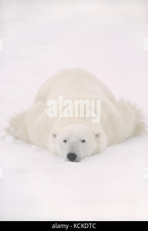 L'ours blanc, Ursus maritimus, se trouve sur le ventre dans la neige, près de Churchill, Manitoba, Canada Banque D'Images