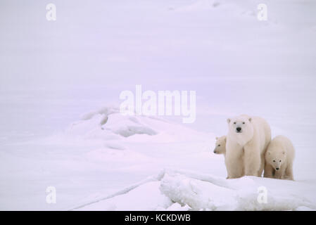 Mère de l'ours polaire et louveteaux, Ursus maritimus, sur la glace près de la rive, près de Churchill, Manitoba, Canada Banque D'Images