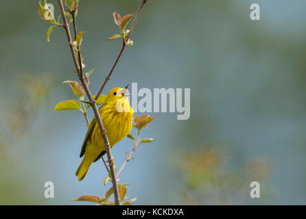 Paruline jaune, Dendroica petechia, chant au printemps, Parc National de la Pointe-Pelée, Ontario, Canada Banque D'Images