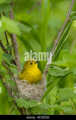 Paruline jaune, Dendroica petechia, sur son nid au printemps, Parc National de la Pointe-Pelée, Ontario, Canada Banque D'Images