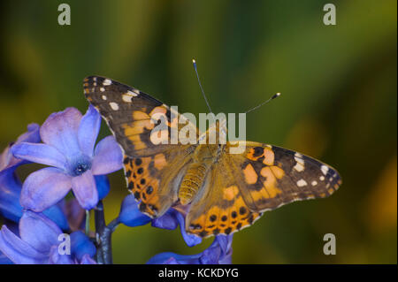 Vanessa cardui, la belle dame, sur fleur jacinthe Banque D'Images