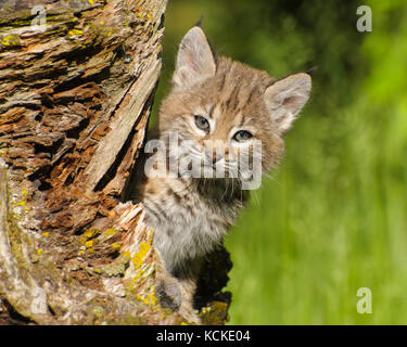 Chaton, Chat sauvage Felis rufus, de pics de derrière le journal, printemps, Montana, USA Banque D'Images