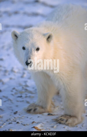 Polar Bear cub, Ursus maritimus, portrait de Churchill, Manitoba, Canada Banque D'Images