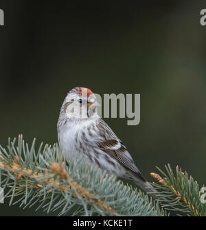 Sizerin flammé, Carduelis flammea, hiver, Warman, Saskatchewan, Canada Banque D'Images