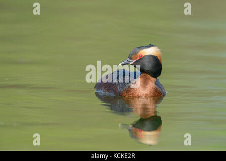 Grèbe esclavon Podiceps auritus,, natation dans l'eau verte avec réflexion, Saskatchewan, Canada Banque D'Images