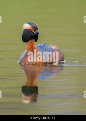 Grèbe esclavon Podiceps auritus,, natation dans l'eau verte avec réflexion, Saskatchewan, Canada Banque D'Images