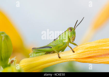 Deux jeunes sauterelles à rayures, Melanoplus bivittatus, les hémérocalles, Warman, Saskatchewan, Canada Banque D'Images