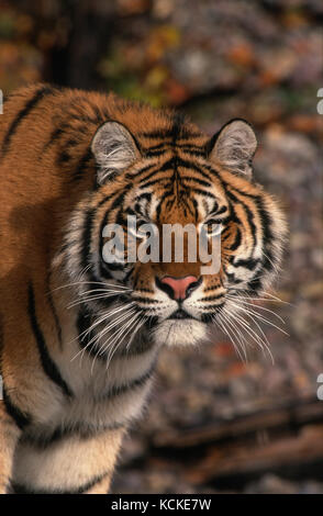 Portrait d'un jeune tigre de Sibérie, Panthera tigris altaica Banque D'Images