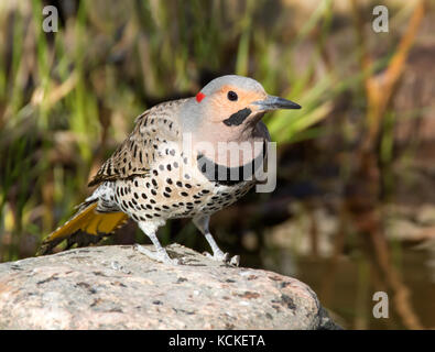 Un homme à manche jaune, le Pic flamboyant Colaptes auratus, à un étang à Saskatoon, Saskatchewan, Canada Banque D'Images