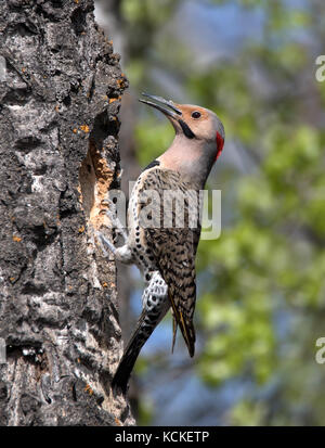 Un homme à manche jaune, le Pic flamboyant Colaptes auratus, à un nid à Saskatoon, Saskatchewan, Canada Banque D'Images