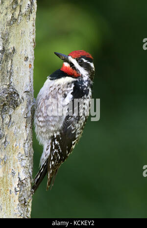 - Pic Ã nuque rouge Sphyrapicus nuchalis, perché sur un arbre dans les collines du Cyprès, en Saskatchewan, Canada Banque D'Images