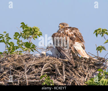 Une Buse rouilleuse, Buteo regalis, assis sur le nid avec ses bébés, près de Eastend, Saskatchewan, Canada Banque D'Images