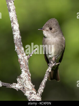 Un bois de l'Ouest, Contopus sordidulus Pewee, perché à parc interprovincial Cypress Hills, en Saskatchewan Banque D'Images