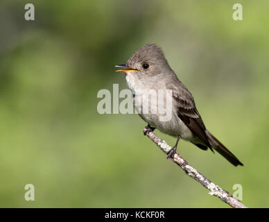 Un bois de l'Ouest, Contopus sordidulus Pewee, perché à parc interprovincial Cypress Hills, en Saskatchewan Banque D'Images