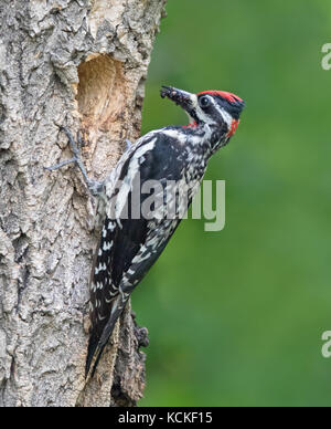 Pic Ã nuque rouge, Sphyrapicus nuchalis, à la sortie de son nid à Eastend, Saskatchewan, Canada Banque D'Images