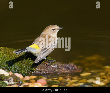 Une race de myrte la paruline à croupion jaune, Setophaga coronata, en plumage d'automne, perché sur un journal moussue dans un bassin à Saskatoon, Saskatchewan, Canada Banque D'Images