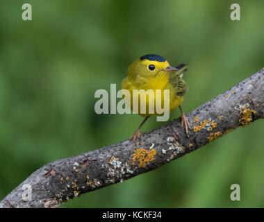 Un mâle Wilson's Warbler Wilsonia,perché dans un jardin à Saskatoon, Saskatchewan, Canada Banque D'Images