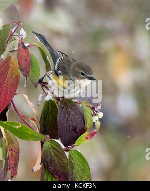 Une race de myrte la paruline à croupion jaune, Setophaga coronata, perché sur un buisson de baies en hiver à Saskatoon, Saskatchewan Banque D'Images