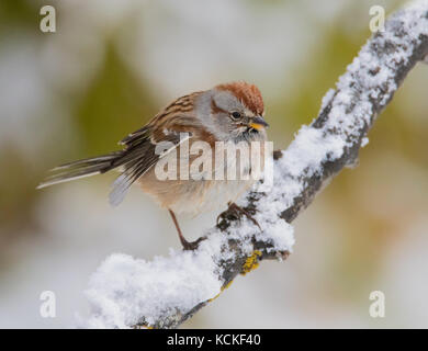 Un Bruant hudsonien, Spizella arborea, perché sur un journal après une chute de neige en automne, à Saskatoon, Saskatchewan, Canada Banque D'Images