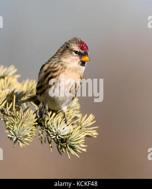 Acanthis flammea Sizerin flammé, perchoirs, sur une épinette, en Saskatchewan, Canada Banque D'Images