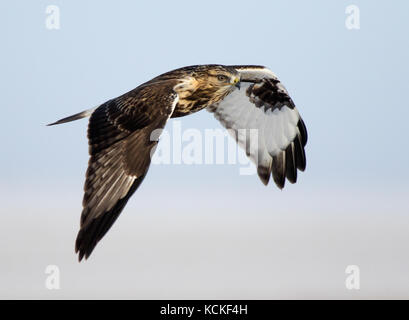 Une Buse pattue Buteo lagopus,, glisse sur un champ en Saskatchewan, Canada Banque D'Images