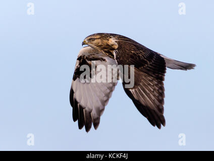 Une Buse pattue Buteo lagopus,, glisse sur un champ en Saskatchewan, Canada Banque D'Images