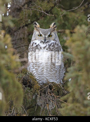 Un grand-duc d'Amérique, Bubo virginianus, perché dans un sapin en Saskatchewan, Canada Banque D'Images