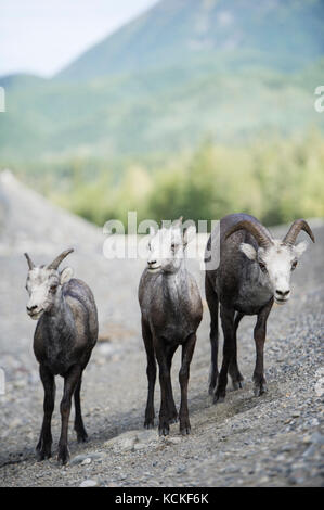 Pierre mâle et femelle Mouton, Northern British Columbia, Canada Banque D'Images