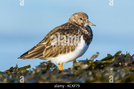 Collier oiseau (Arenaria interpres) en plumage non-reproduction sur une plage à l'automne dans le West Sussex, Angleterre, Royaume-Uni. Banque D'Images